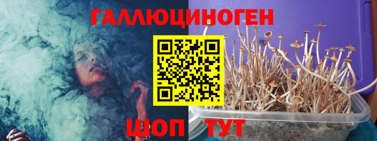 Псилоцибиновые грибы GOLDEN TEACHER  Вход с VPN  Чита  Галлюциногенные грибы мухоморы 